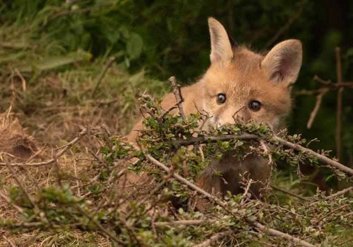 A curious fox cub outside the Borthwick, photographed by Paul Shields.